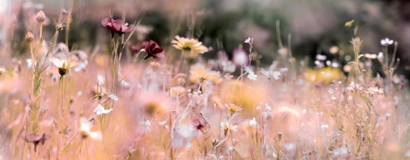 deuil, fleurs